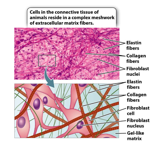 <ul><li><p>The ECM of the skin is packed with two primary types of protein fibers:</p><ul><li><p><strong>Collagen:</strong> Provides the skin with <strong>strength</strong> and structural integrity.</p></li><li><p><strong>Elastin:</strong> Provides <strong>elasticity</strong>, allowing the skin to "snap back" after being stretched.</p></li></ul></li><li><p>Wrinkles are caused by the accumulation of <strong>incorrectly repaired</strong> (altered) collagen and elastin fibers. </p></li><li><p>Instead of healthy regeneration, the tissue undergoes <strong>fibrosis</strong> (thickening and scarring), which disrupts the skin's structural integrity and leads to visible folding.</p></li></ul><p></p>