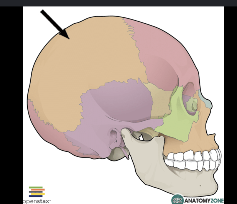 <p>middle, 2 sides</p>
