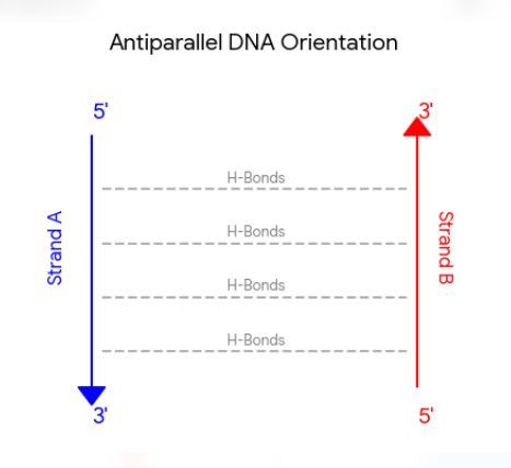 <p>One strand runs in the 5’  to 3’ direction, while the complementary strand runs in the 3’ to 5’ direction. This orientation is essential for stable hydrogen bonding between nitrogenous bases and dictates how enzymes interact with the genetic code. </p>