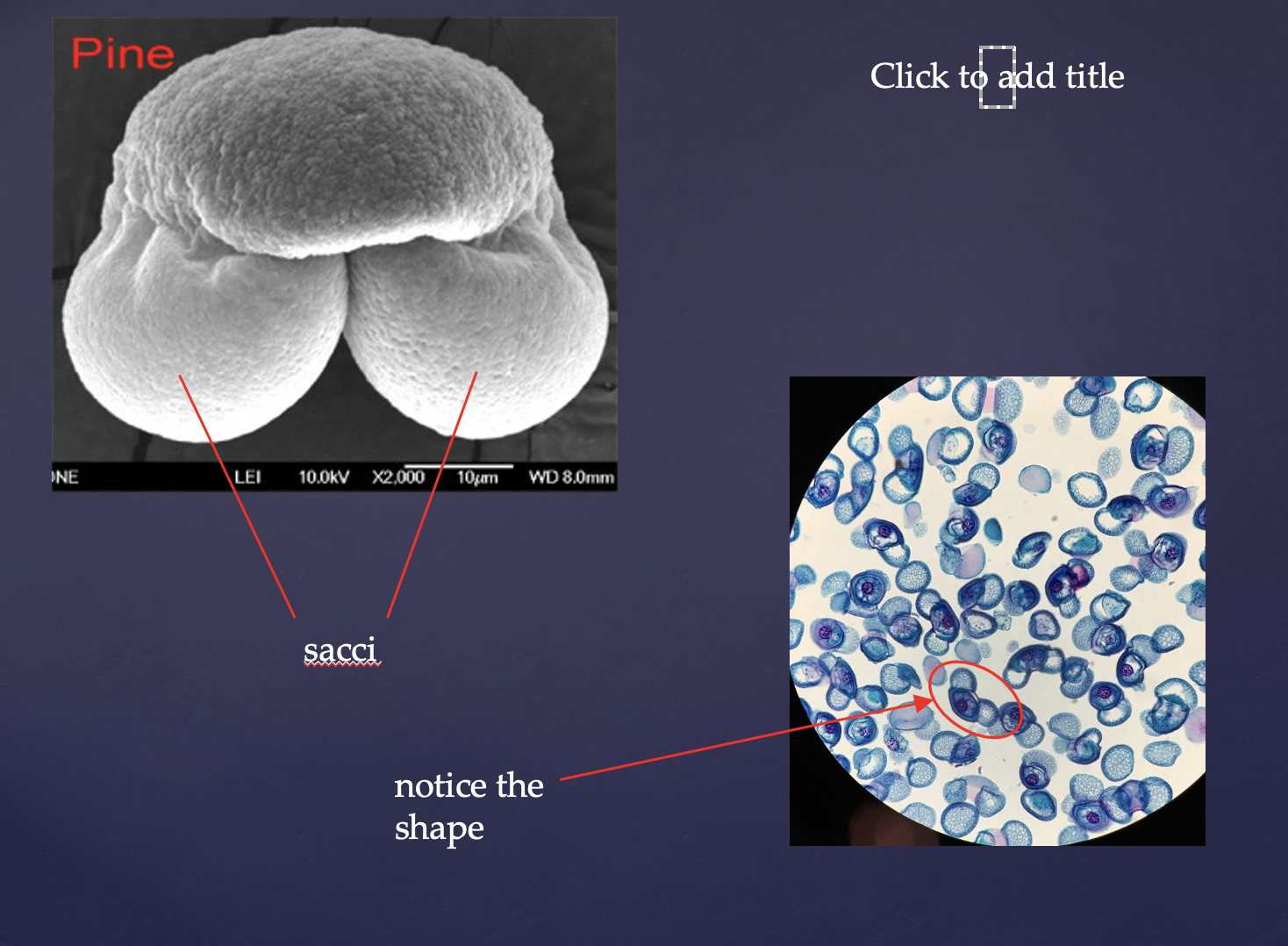 <p>Contain gametophyte (pollen tube) and haploid sperm</p><p>Note <strong>sacci, </strong>which helps the wind carry pollen</p>