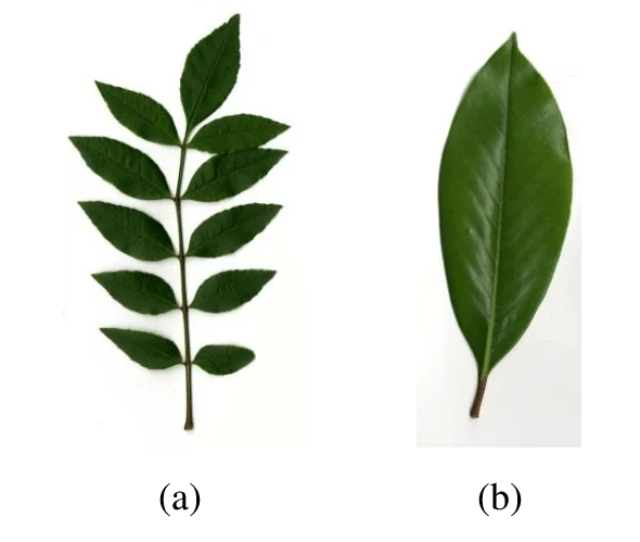 <p>divided into many leaflets </p>