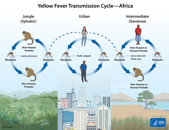 <p>South America and Africa </p><p></p><p>In South America, have jungle (sylvatic cycle and urban area); <strong><u><mark data-color="yellow" style="background-color: yellow; color: inherit;">Haomogogous spp.</mark></u></strong> and<strong><mark data-color="yellow" style="background-color: yellow; color: inherit;"> Sabethes spp.</mark></strong> are repsonisble for the transmission in non-human primates <strong><u><mark data-color="yellow" style="background-color: yellow; color: inherit;">Aedes aegypti</mark></u></strong> is responsible for urban transmission </p><p></p><p>In Africa, <strong><u><mark data-color="yellow" style="background-color: yellow; color: inherit;">Aedes Africanus </mark></u></strong>transmits in sylvatic cycle, <strong><u><mark data-color="yellow" style="background-color: yellow; color: inherit;">Aedes Aegypti </mark></u></strong>transmits in Urban cycle and then <strong><u><mark data-color="yellow" style="background-color: yellow; color: inherit;">Semi-domestic Aedes spp.</mark></u></strong> transmit in intermediate (Savanna) region </p>