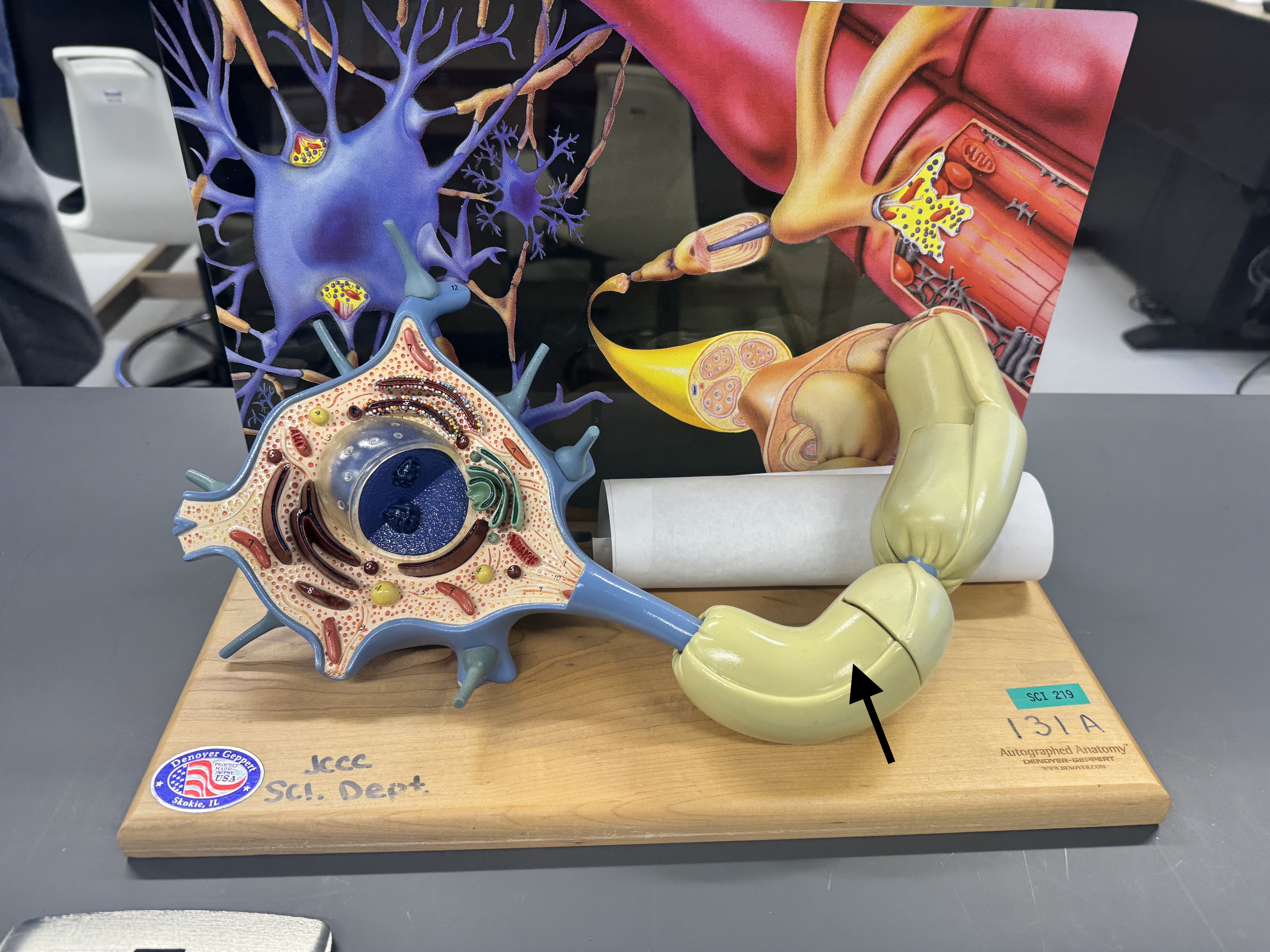 knowt flashcard image