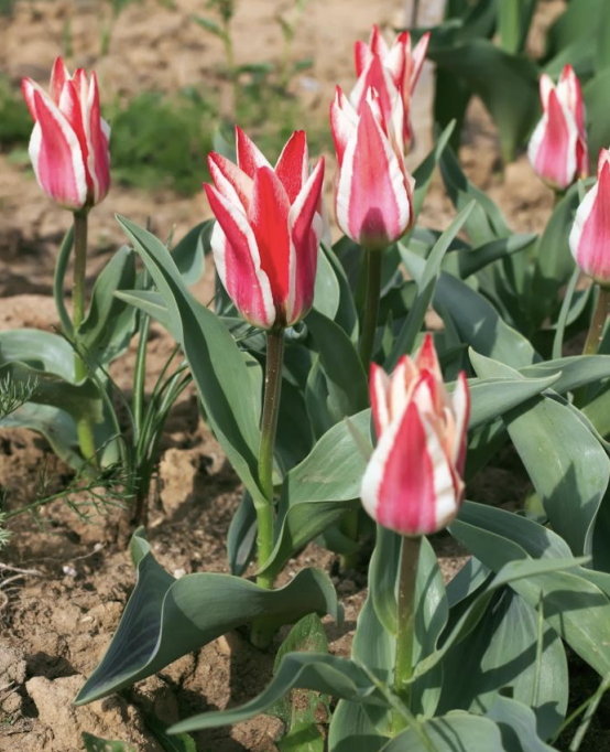 <p>pink-brown stem<br>reflexed petals<br>1 multicolor flower<br>leaves twice as long as wide</p>