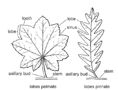 <p>leaf lobes</p>
