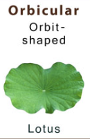 <p>Orbit shaped</p>