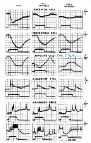 <ul><li><p>Center spot of light: Depolarizes</p></li><li><p>Surround (annulus) of light: Hyperpolarizes<br>â Same centerâsurround structure as OFF cells, but polarity is reversed.</p></li></ul><p></p>