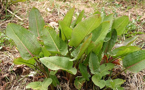 <ul><li><p>Large wavy-edged leaves</p></li><li><p>Red-brown seed stalks in summer</p></li><li><p>Deep taproot</p></li><li><p>Sour-tasting leaves</p></li><li><p>Disturbed soils & roadsides</p></li></ul><p></p>