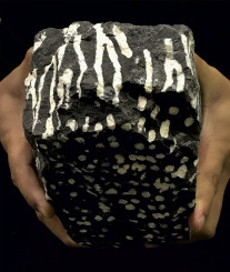 <p>Tube-like elongated vesicles. </p>