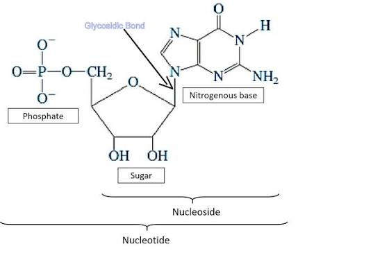 <ul><li><p>N-9 of purine or N-1 of pyrimidine is attached to C’1 of sugar</p></li></ul><p></p>