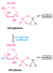 <p>formation of udp-glucose used in the 1st step of galactose metabolism</p><p>catalysed by UDP-galactose-4-epimerase</p>