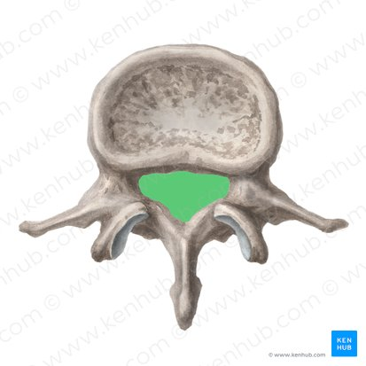 <p>What General Structure of Vertebrae? </p>