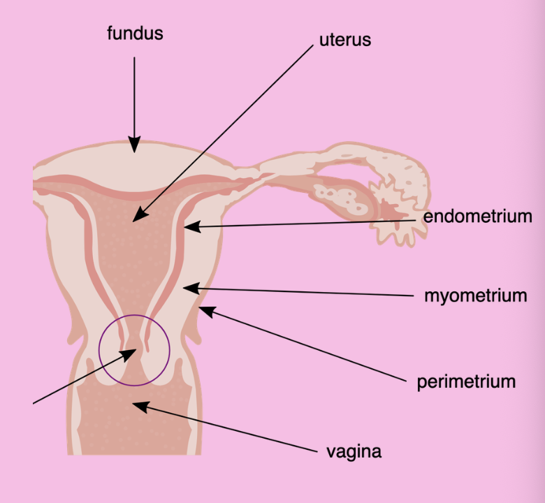 <p>Uterus</p>