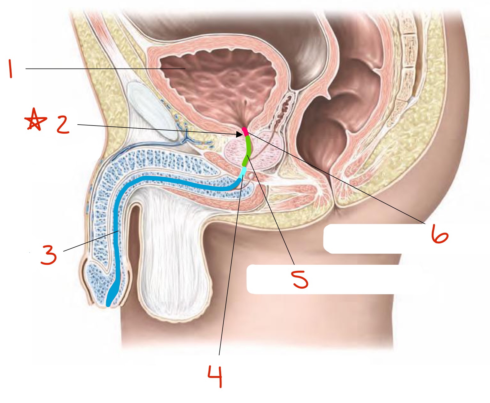 <p>Identify (+ give function of structure 2) </p>