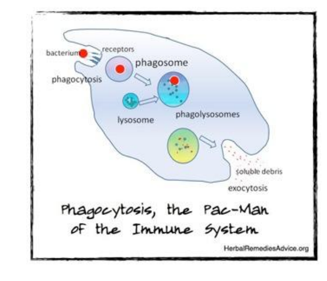 <p>- Tissue resident immune cell ( derived form blood monocytes) </p><p>- Cytoplasmic granules </p><p>- Primary function-- patrol tissues to kill bacteria and clear dead cells </p><p>- Attracted by chemokines </p><p>- Recognise bacteria </p><p>- Eat bacteria to clear ( phagocytosis) </p><p>- Eat dead/ dying cells </p><p>- Attract other leukocytes</p>