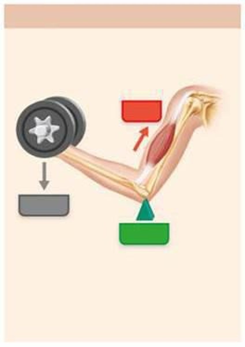 <p>Flexing the forearm by the biceps brachii muscle, with the effort on the proximal radius, the elbow joint as the fulcrum, and the hand as the load.</p>