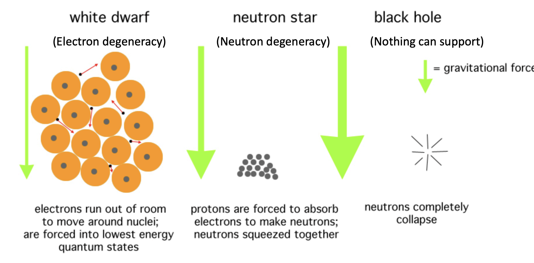 <p>States that no two electrons can occupy the same quantum state.When matter is extremely compressed (as in a stellar core after fusion stops), the electrons are squeezed so close together that their quantum mechanical motion creates a pressure independent of temperature.</p><p></p><p><br><span>Degeneracy Pressure- A </span><strong>quantum mechanical pressure</strong><span> that prevents stars from collapsing.</span></p>
