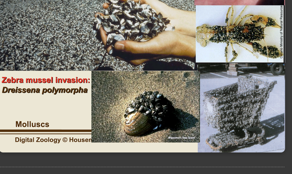 <p>-zebra mussels… cleans the water but when they wash up they have toxins in them so when a lot die its a lot of toxic waste… </p><p>-coat EVERYTHING </p><p>-large efforts to stop the spread of these mussels.. can stow away in boats and be transferred into lakes</p><p>-issues from these mussels: water sewage treatment plants in NYC have been completely blocked… billions of dollars of damage, established high populations in CA from boats, cannot tolerate high salinity.. brackish or fresh only… cost 5 billion dollars from 2000-2010… from Europe.. their natural predator is not here so its invasive </p>