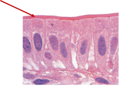 <p>Name this structure</p>