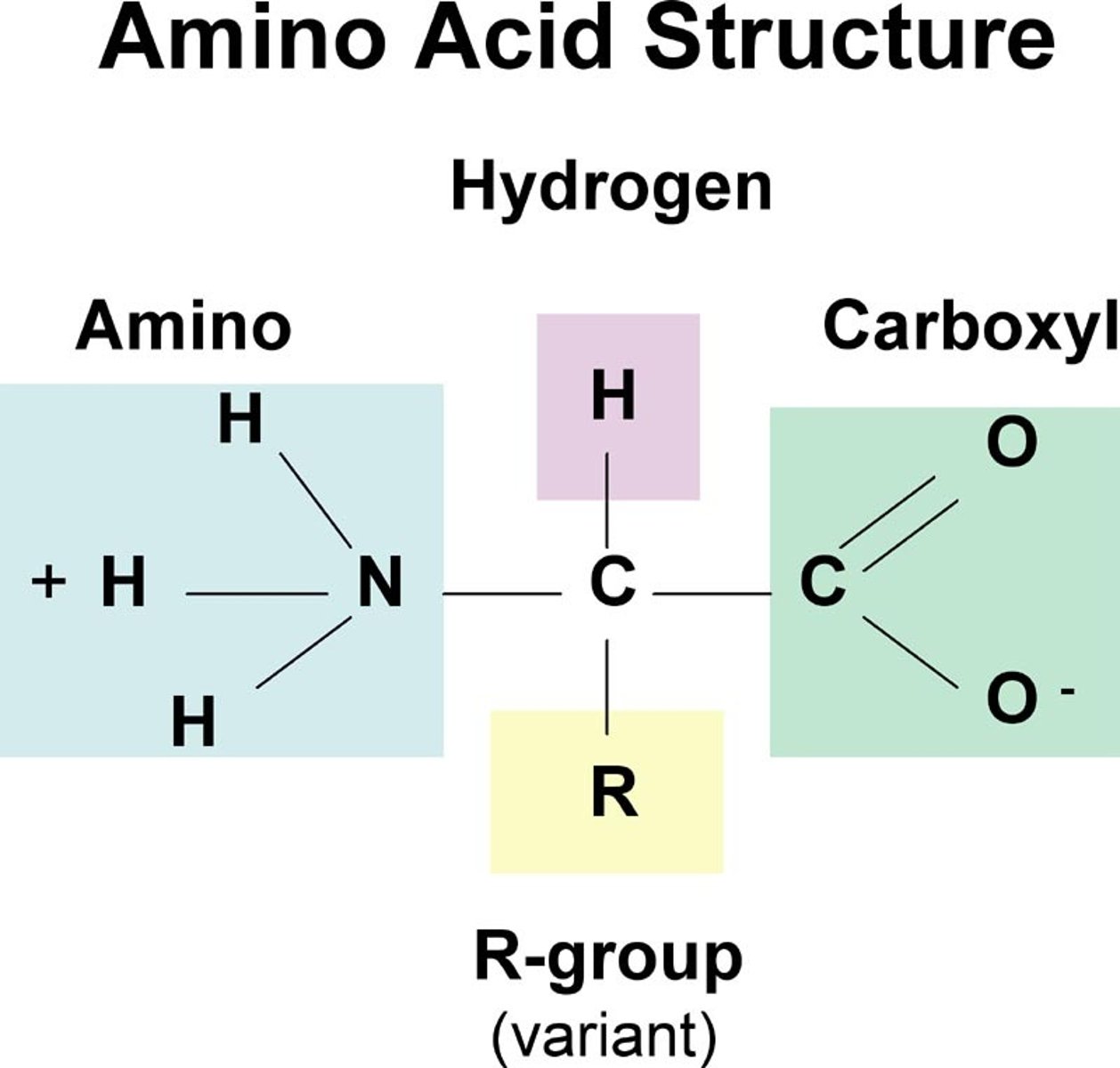<p>Amino acids</p>