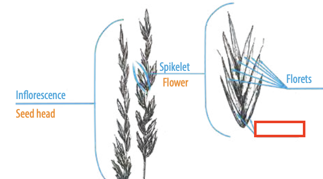 <ul><li><p><span><span>the bract below a spikelet in the inflorescence of grasses</span></span></p></li></ul><p></p>