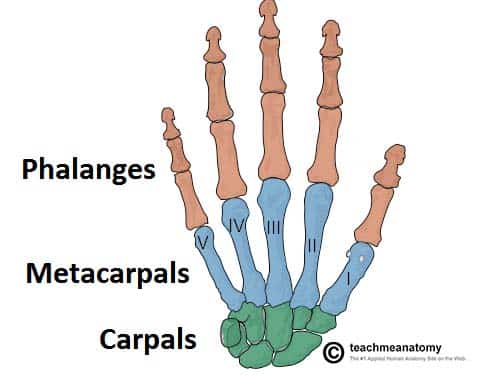 <p>Metacarpals</p>