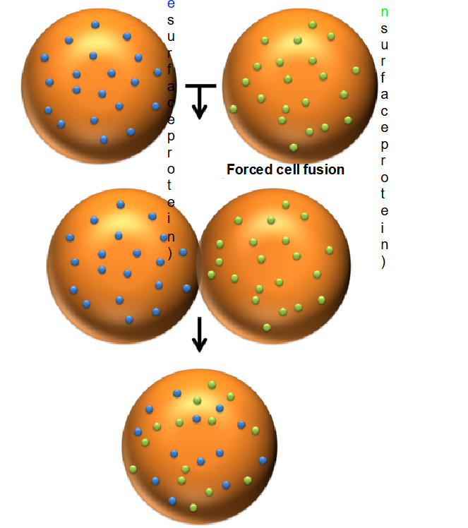 <ul><li><p>After 40 minutes, the mouse and human surface proteins, which were initially on separate halves of the hybrid cell, became <strong>fully intermixed</strong> across the entire membrane.</p></li><li><p>Higher temperatures increase <strong>membrane fluidity</strong>, leading to faster and better intermixing.</p></li><li><p>Lower temperatures make the membrane more viscous, inhibiting the movement of proteins.</p></li></ul><p></p>