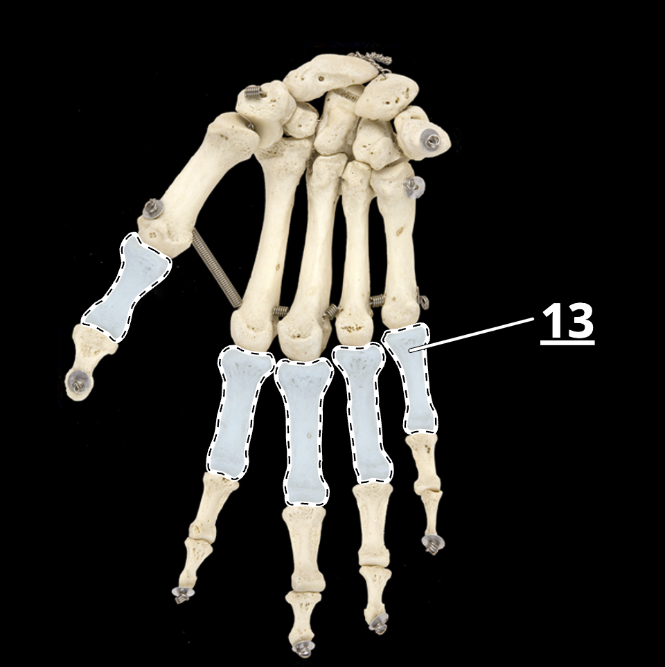 <p>13 </p>