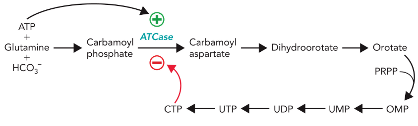 <p>ATCase is the key regulated enzyme in the pyrimidine biosynthetic pathway in E. coli cells, being activated by ATP and inhibited by CTP - feedback mechanism</p>