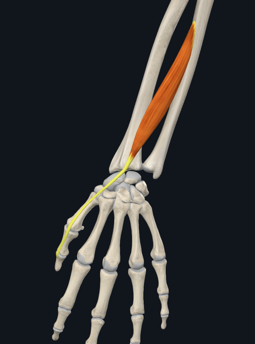 term image
