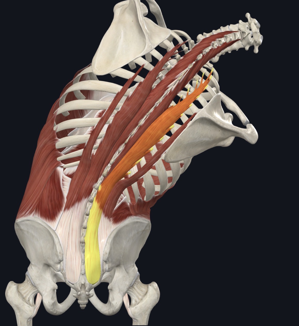 <p><strong>Unilateral:</strong> Ipsilateral lateral flexion &amp; Ipsilateral rotation</p><p><strong>Bilateral:</strong> Extension</p>