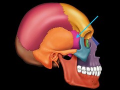 <p>The sphenoid bone is part of the </p><p>a) Cranial section</p><p>b) Facial section</p>