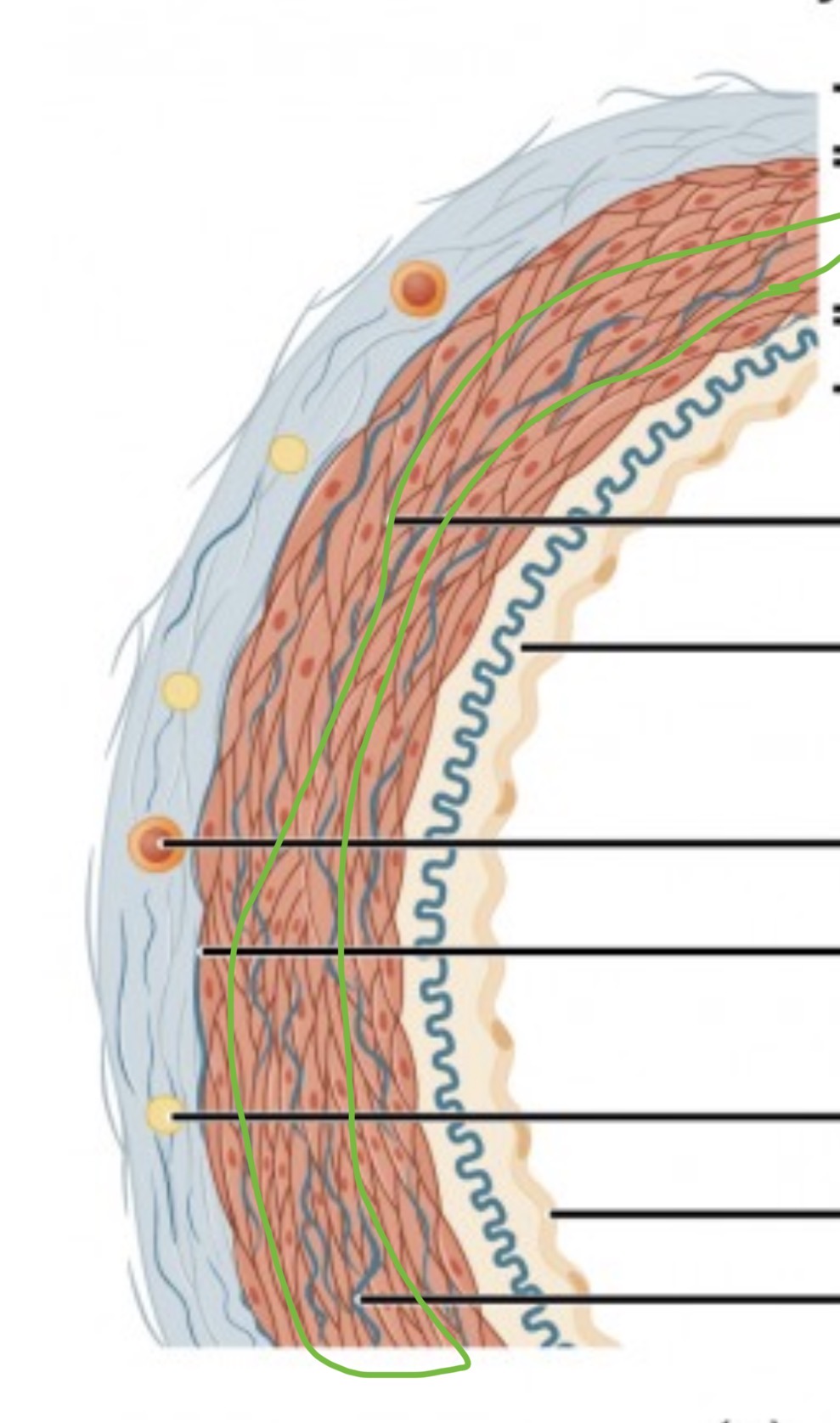 <p><span>middle layer of a vessel (except capillaries)</span></p><p class="s13"><span>○Thickest layer in arteries</span></p><p class="s13"><span>○Much thicker in arteries than veins</span></p><p class="s13"><span>○Layers of smooth muscle</span></p>