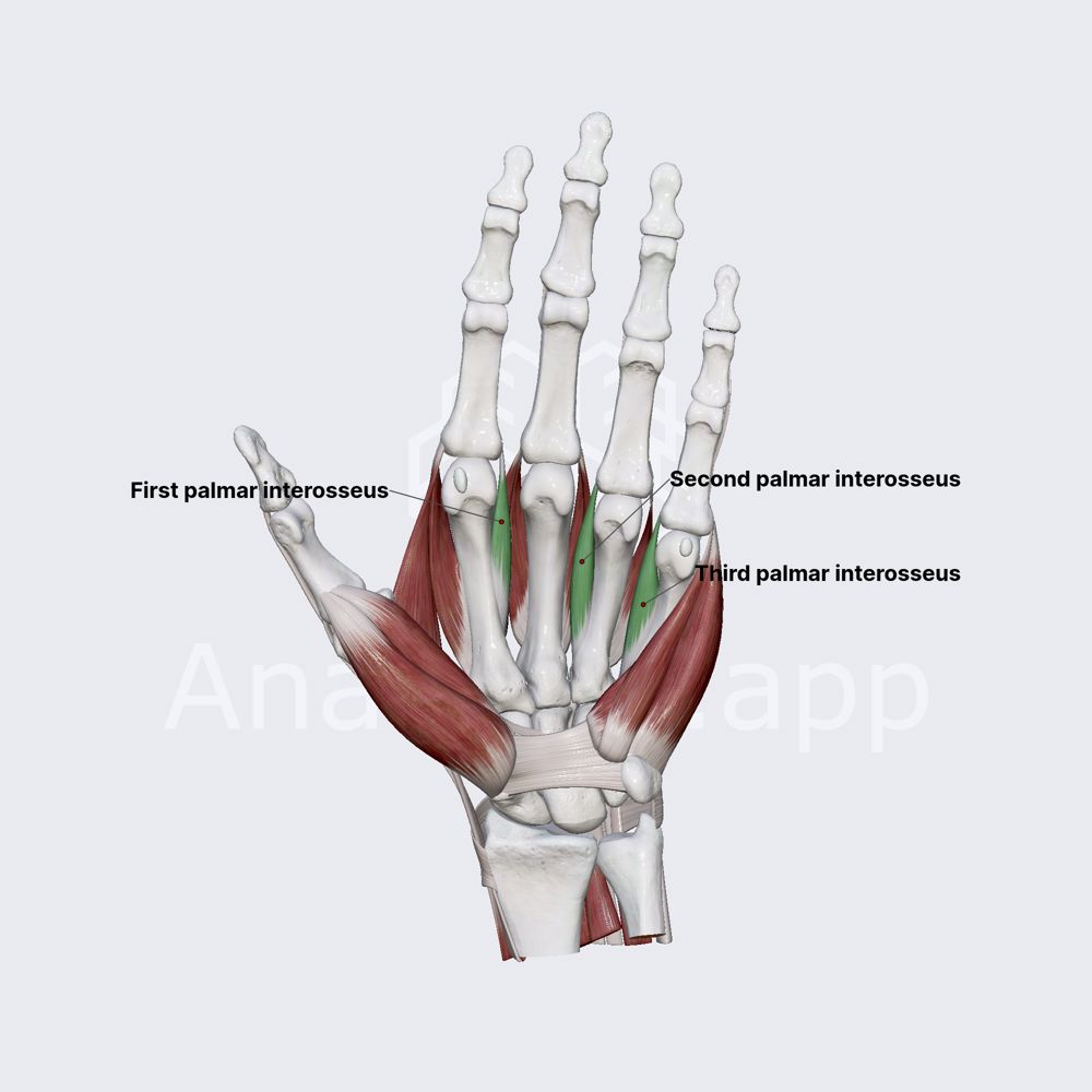 <p>What is the action of the palmar interossei?</p>