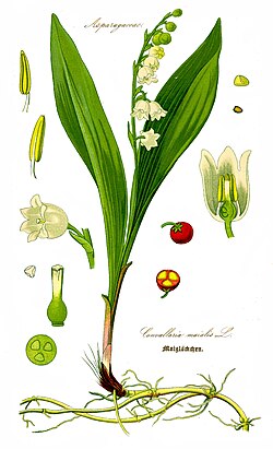 <p>Maiglöckchen</p>