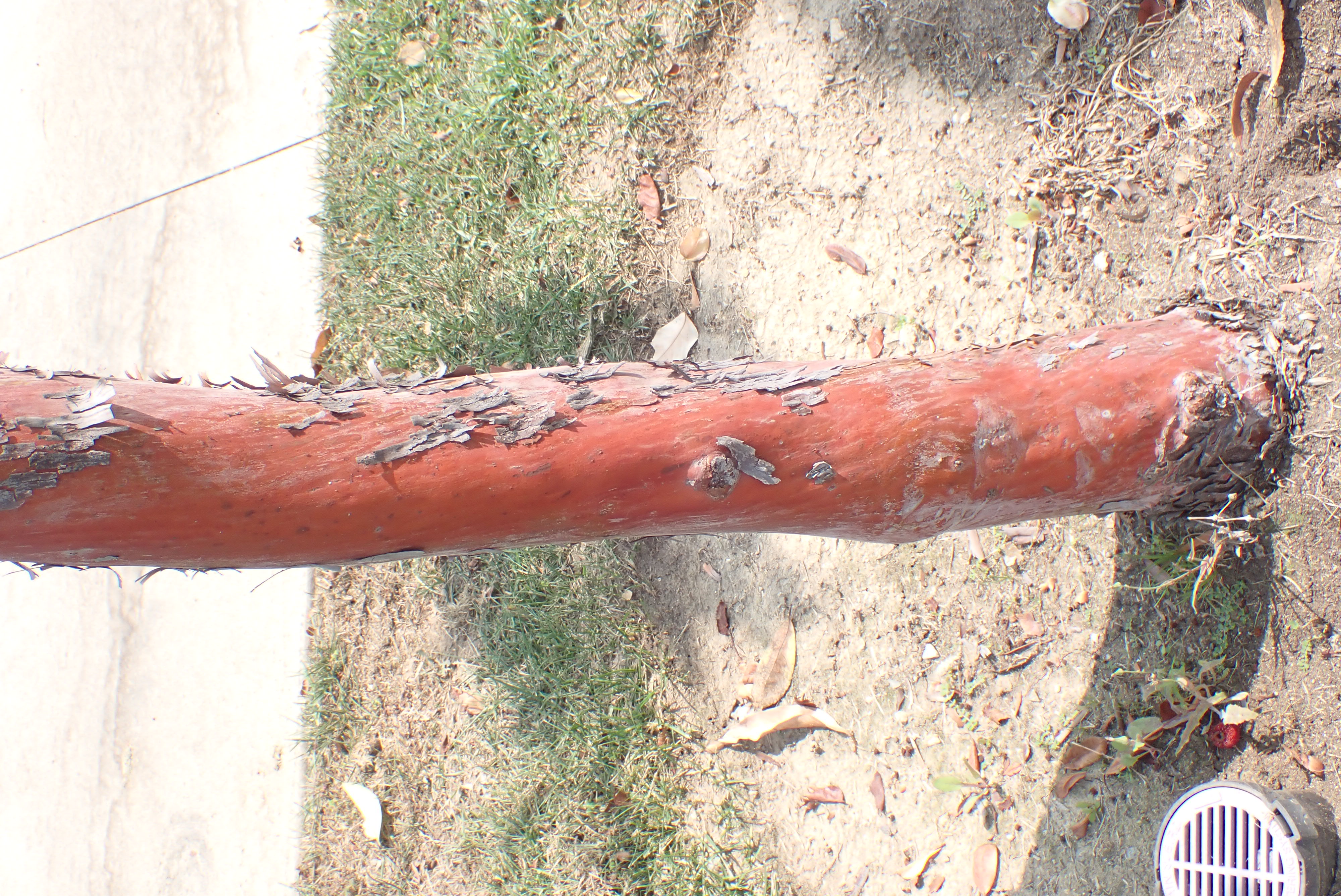 <p>Arbutus ‘Marina’ - Marina Strawberry Tree</p>