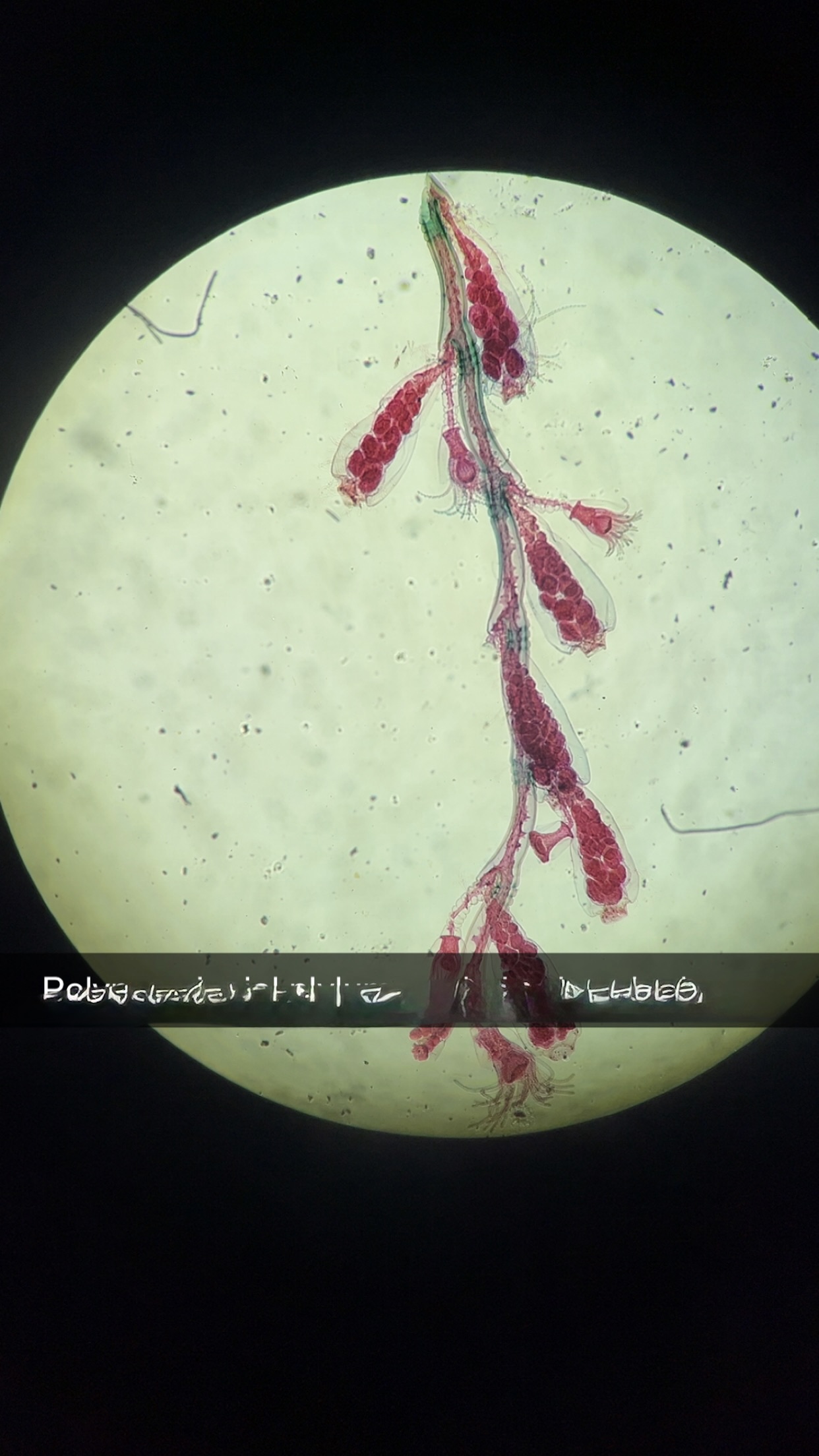 <p>What is this what is its phytlum and class</p>