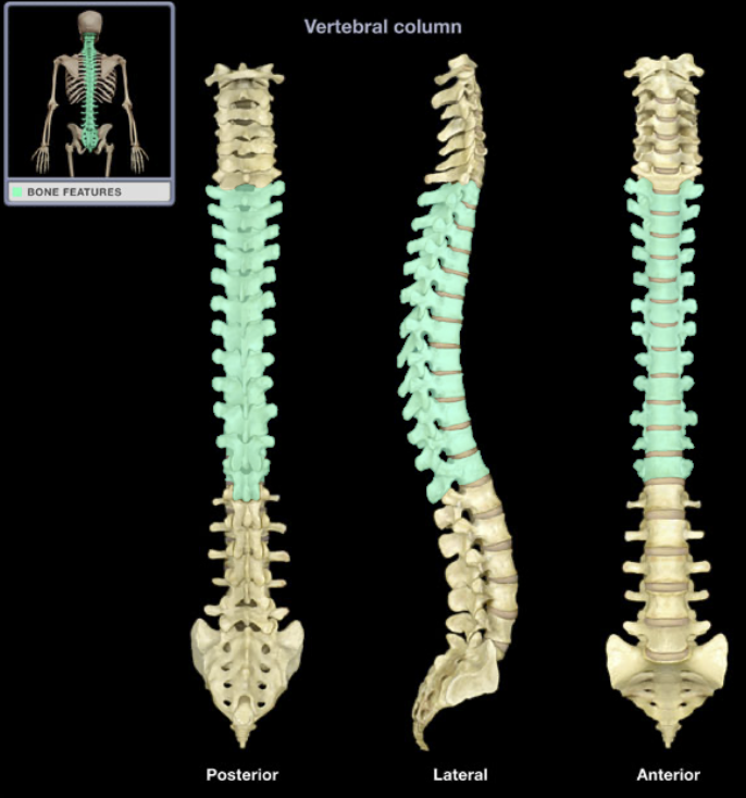 <p>(spine) Middle portion of the spine, there are 12, T1-T12</p>