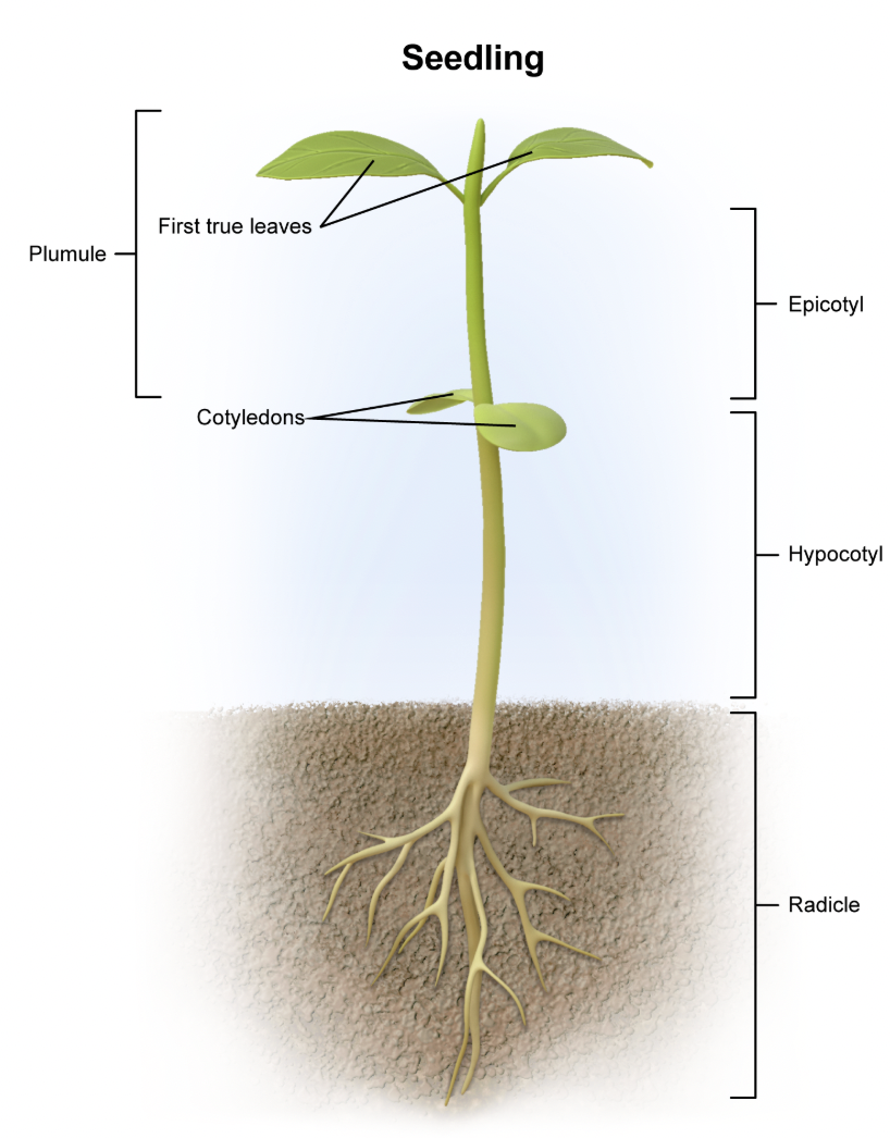 <p><strong>Mnemonic:</strong><span> </span><strong>R</strong><span>adicle → </span><strong>r</strong><span>oot (both start with "r")'</span></p><p><em>A. Epicotyl</em></p><p>The epicotyl is the part of the plant embryo above the cotyledons. It develops into the upper stem and shoot tip.</p><p></p><p><em>B. Plumule</em></p><p>The plumule is the part of the plant embryo that develops into the first true leaves.</p><p></p><p><em>D. Hypocotyl</em></p><p>The hypocotyl is the lower stem-like region of the plant embryo. It is located below the cotyledons and above the radicle.</p><p></p><p><em>E. Endosperm</em></p><p>The<strong>&nbsp;</strong><span style="line-height: 1.6em; font-size: inherit;">endosperm</span> is <em>not</em> part of the plant embryo. It is nutritive tissue within the seed that supports<strong>&nbsp;</strong>the developing embryo.</p>