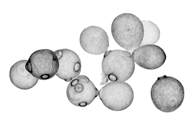 <p>shaped like an ellipse or oval</p>