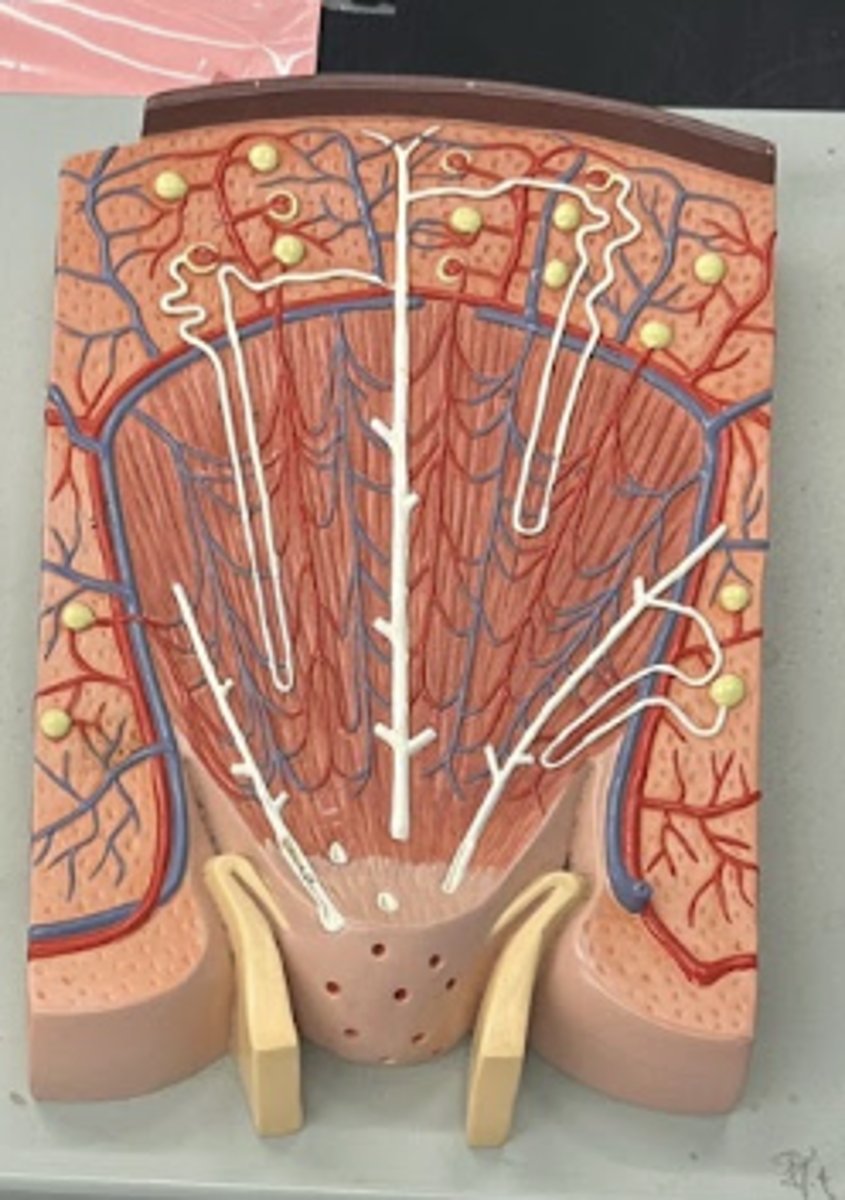 <p>• proximal convoluted tubule</p><p>• descending limb</p><p>• loop of henle</p><p>• ascneding limb</p><p>• collecting duct (middle long white thing)</p><p>• distal convoluted tubule</p>