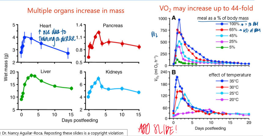<p>whole-body process </p><ul><li><p>multiple organs increase in mass </p></li><li><p>VO2 may incrase up to 44-fold</p></li></ul><p></p>