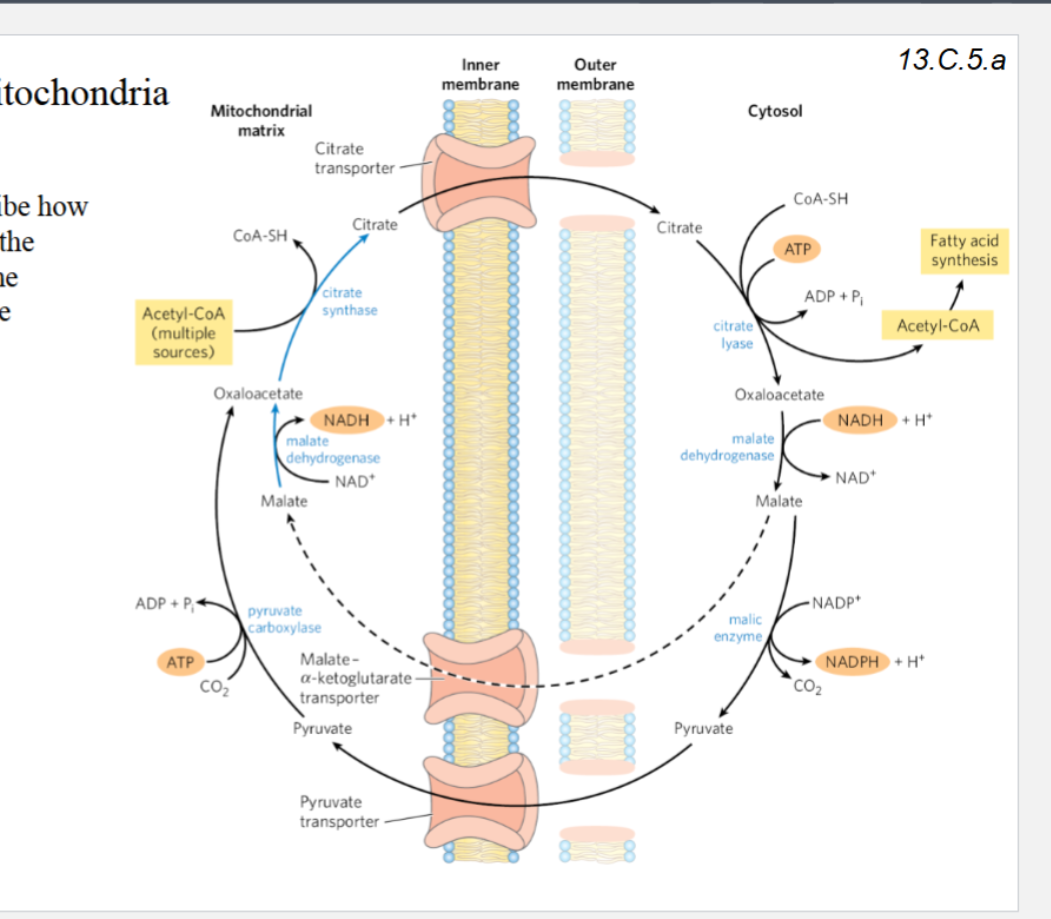 <p>Use Fig. 21-10 (p. 752) to describe how acetyl CoA is translocated from the inside of the mitochondrion to the cytosol, and how NADPH can be generated in the process.</p><p>How many NADPH can be generated as a result of this transport cycle (Fig. 21-10, p. 752)?</p>