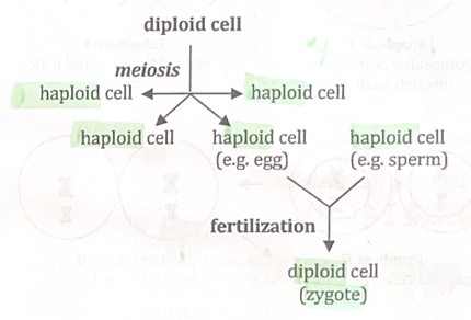 <ul><li><p>Reductional division</p></li><li><p>Diploid (2n) → haploid (n) (1 copy of each chromosome)</p></li><li><p>4 daughter cells</p></li><li><p>Produces sex cells or gametes</p></li><li><p>For reproduction</p></li><li><p>Stages: Prophase I, Metaphase I, Anaphase I, Telophase I, Prophase II, Metaphase II, Anaphase II, Telophase II</p></li></ul><p></p>