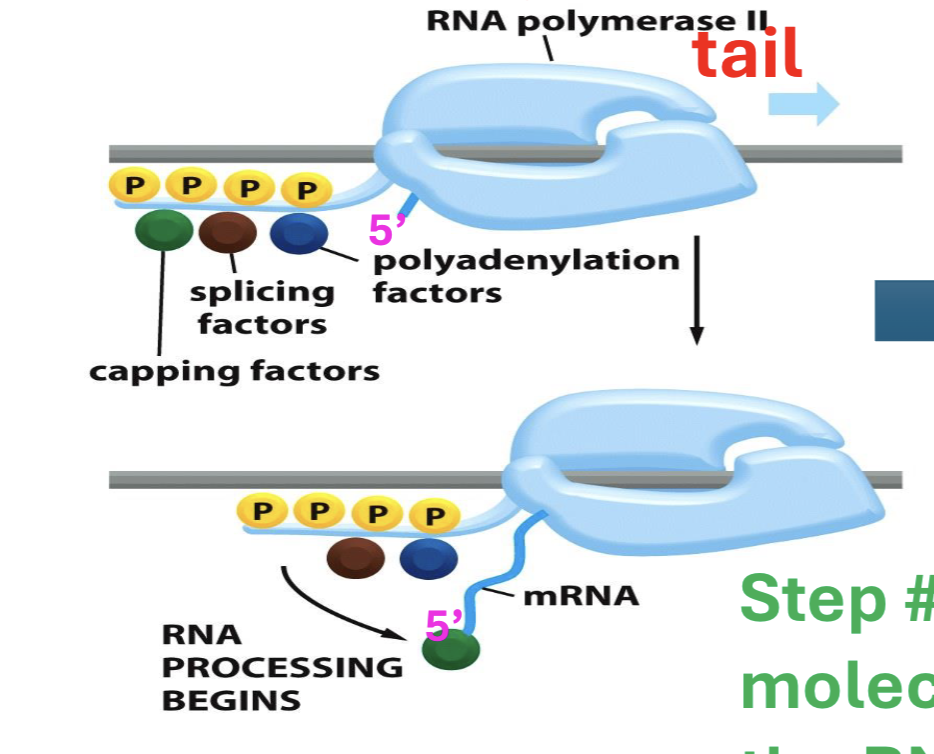 <p>phosphorylation of RNA poly</p>
