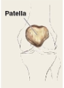 <p>Small, round, and flat; typically located near joints. <em>Example:</em> Patella (kneecaps—everyone has these).</p>