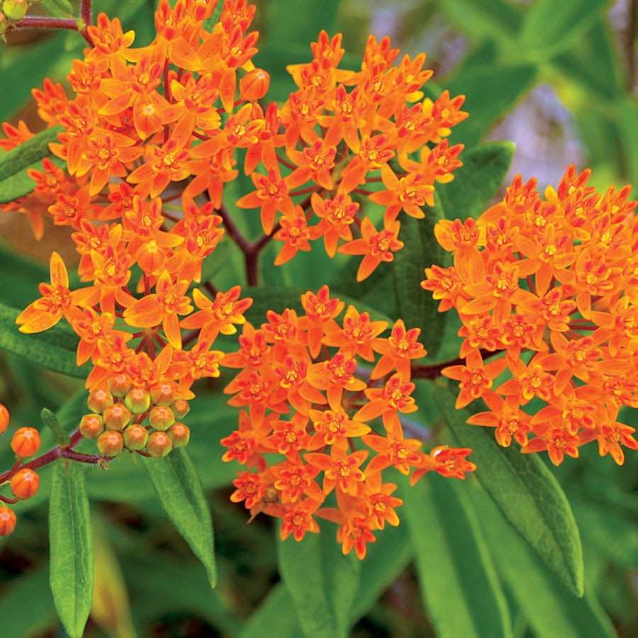 <p>shorter, no rhizomes, <em>only full sun, poor dry soil</em></p>