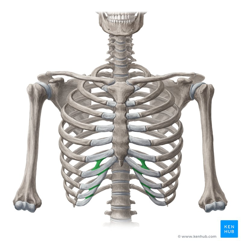 <p>Label the joint of the rib cage</p>