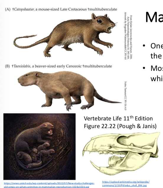 <ul><li><p>a now extinct subclass of therian mammals </p></li><li><p>burrowers, hoppers, and tree climbers, they had haw and teeth anatomy very similar to later rodents</p></li><li><p>long gestation periods and complex brains</p></li><li><p>likely went extinct due to competition or predation</p></li></ul><p></p>