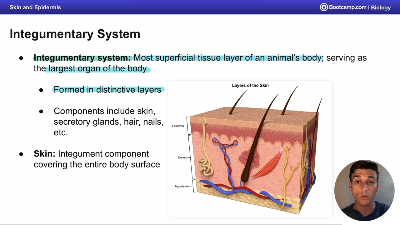 <p>the most superficial layer of tissue in an animals body </p>